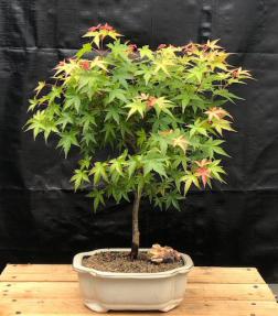 Dwarf Japanese Green Maple Bonsai Tree (Acer Palmatum Dwarf)