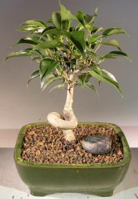 Oriental Ficus Bonsai Tree with Small Coiled Trunk (ficus benjamina 'orientalis')