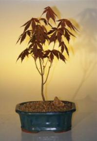 Japanese Red Maple Bonsai Tree Small (acer palmatum 'atropurpureum')