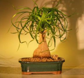 Medium Ponytail Palm Bonsai Tree (Beaucamea Recurvata)