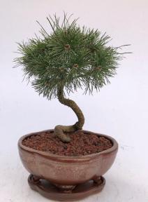 Twisty Mugo Pine Bonsai Tree (pinus mugo 'twisty')