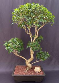 Flowering Ligustrum Bonsai Tree with Curved Trunk & Tiered Branching Style (Ligustrum Lucidum)