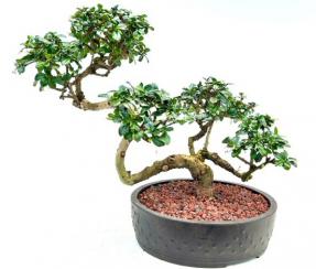 Flowering Fukien Tea Bonsai Tree - Semi Cascade Style (Ehretia Microphylla)