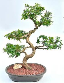 Flowering Fukien Tea Bonsai Tree with Curved Trunk and Tiered Branching