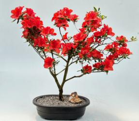 Flowering Red Azalea Bonsai Tree - 'Hino Crimson' (Kurume)