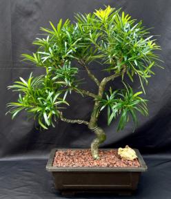 Flowering Podocarpus Bonsai Tree with Curved Trunk & Tiered Branching Style